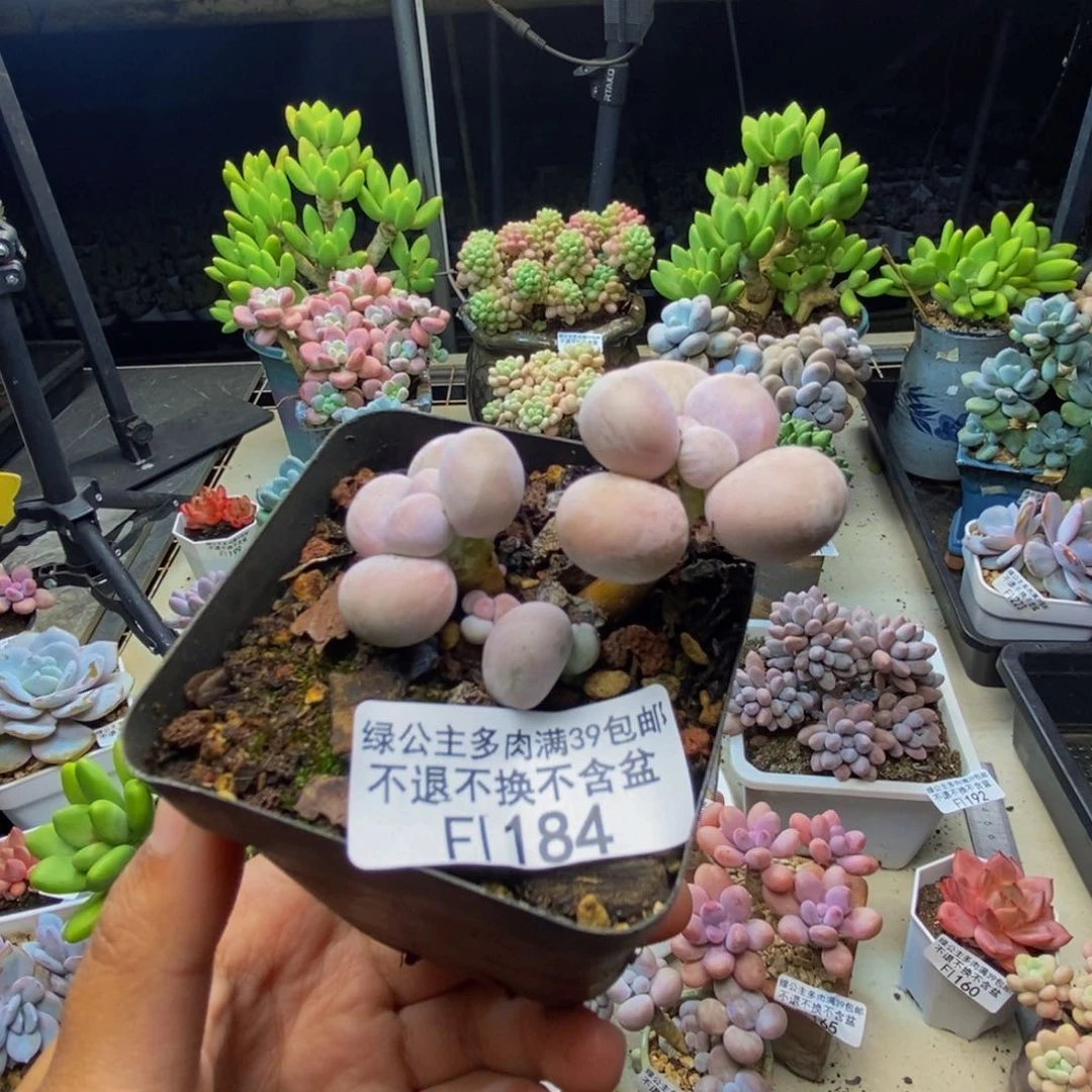 湫**片184橙奶多肉肉4c m