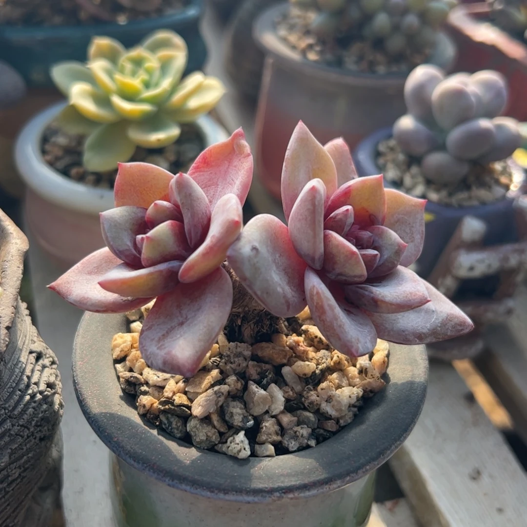 德国香槟多肉植物