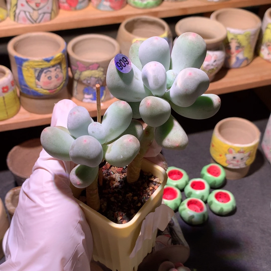 米可奶酪多肉正版韩国