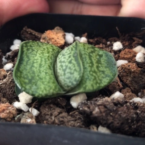 小型短宽叶蜗牛蜗牛