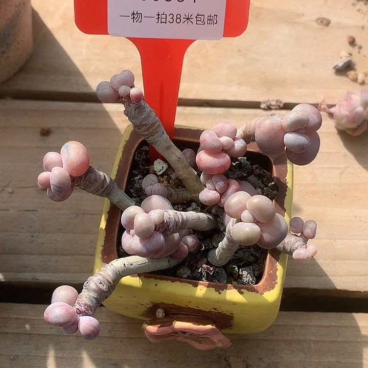 00364，都去的my涂姐姐姐姐咯