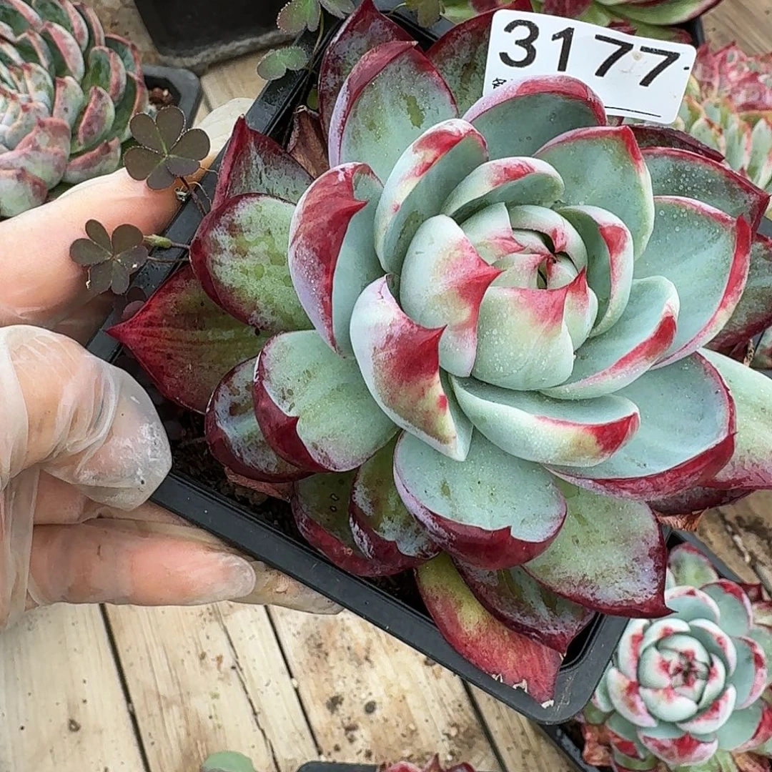 惊鸿仙子 3177.........