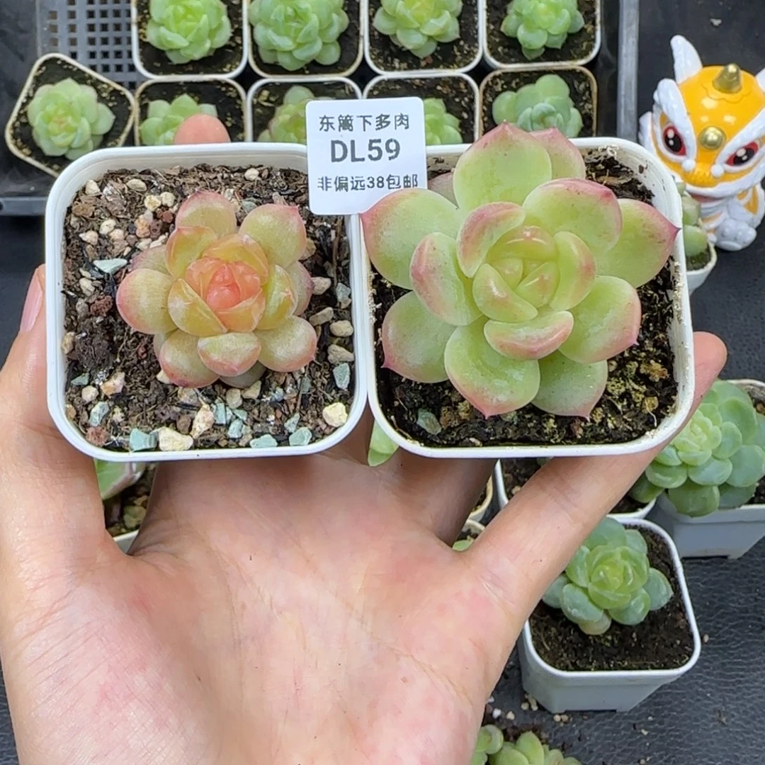 东篱下多肉植物哈哈哈哈59