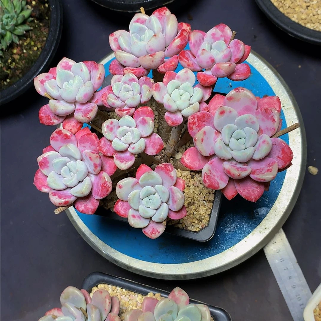 华***7哈哈哈哈哈哈哈哈