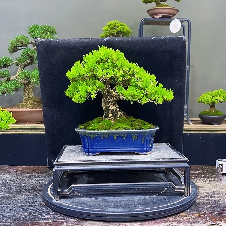 无花朵M黄杨盆景四季常青