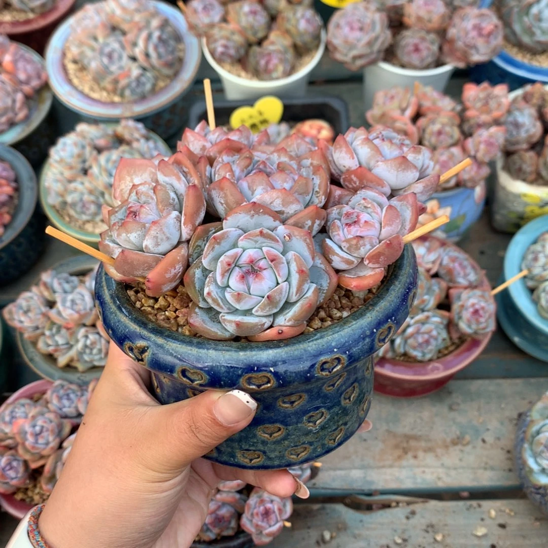 南***山哈哈哈哈哈哈南山