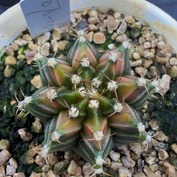 当前无花朵，栽培后可花朵