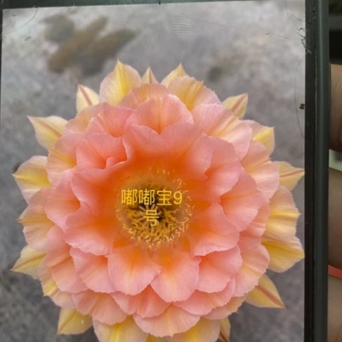 无花朵9 号彩草仙人球侧芽2+