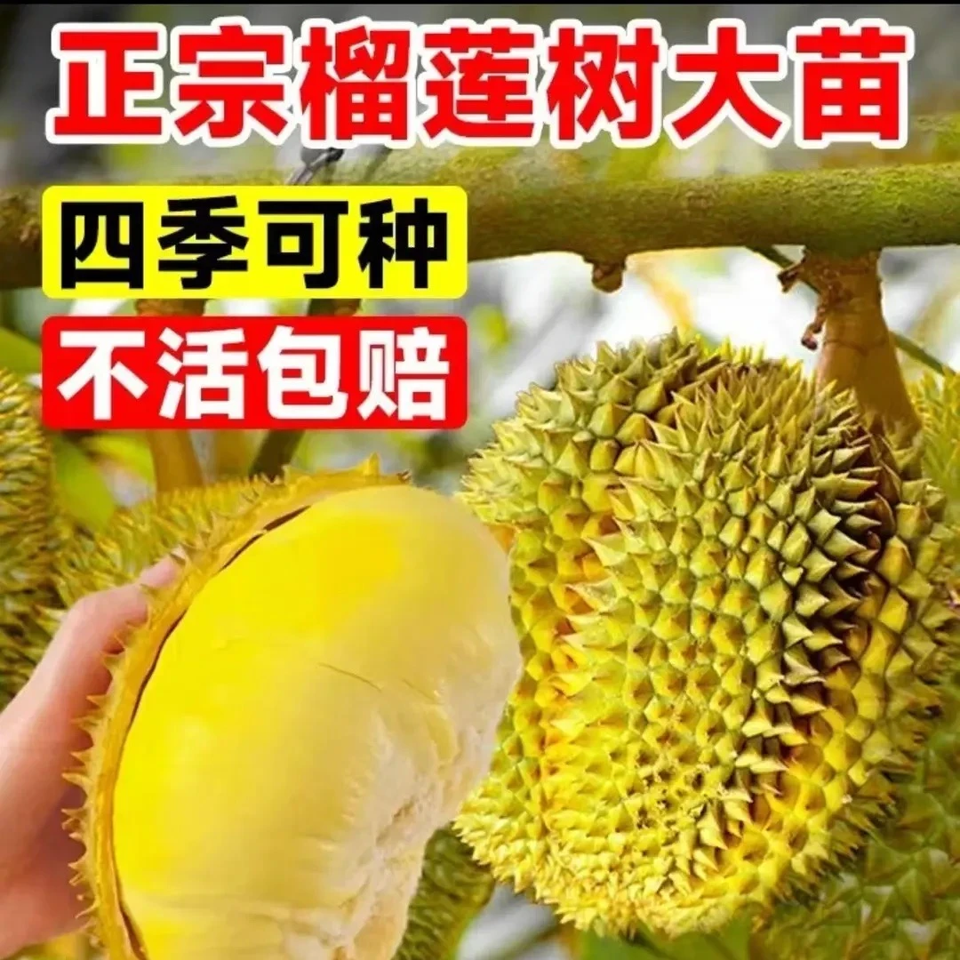 买一送一耐寒耐热金枕榴莲果树苗南北方均可种植当年结果