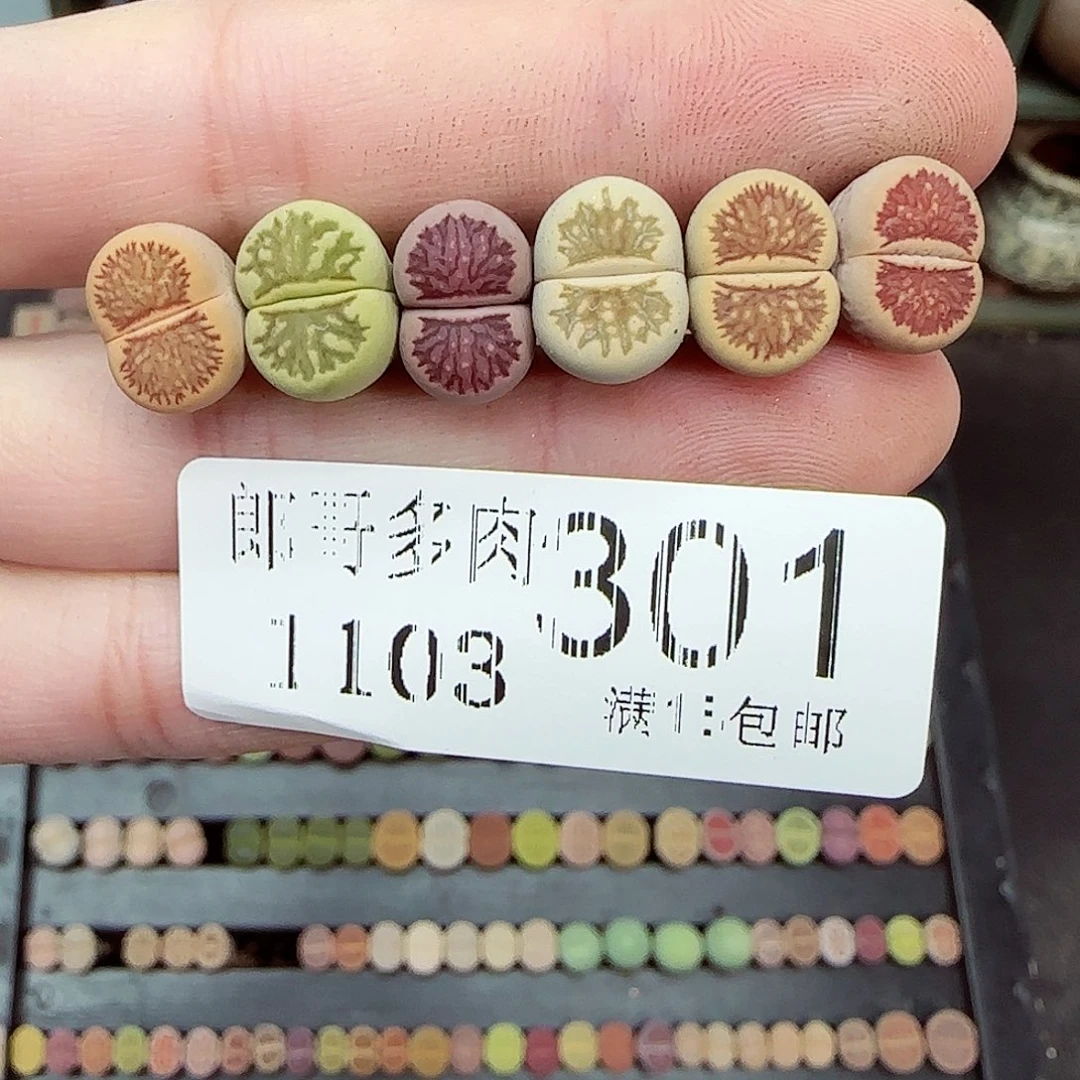 满满18包邮1103-301