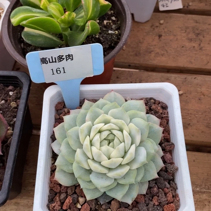 D161- 直播福利 凌静锦