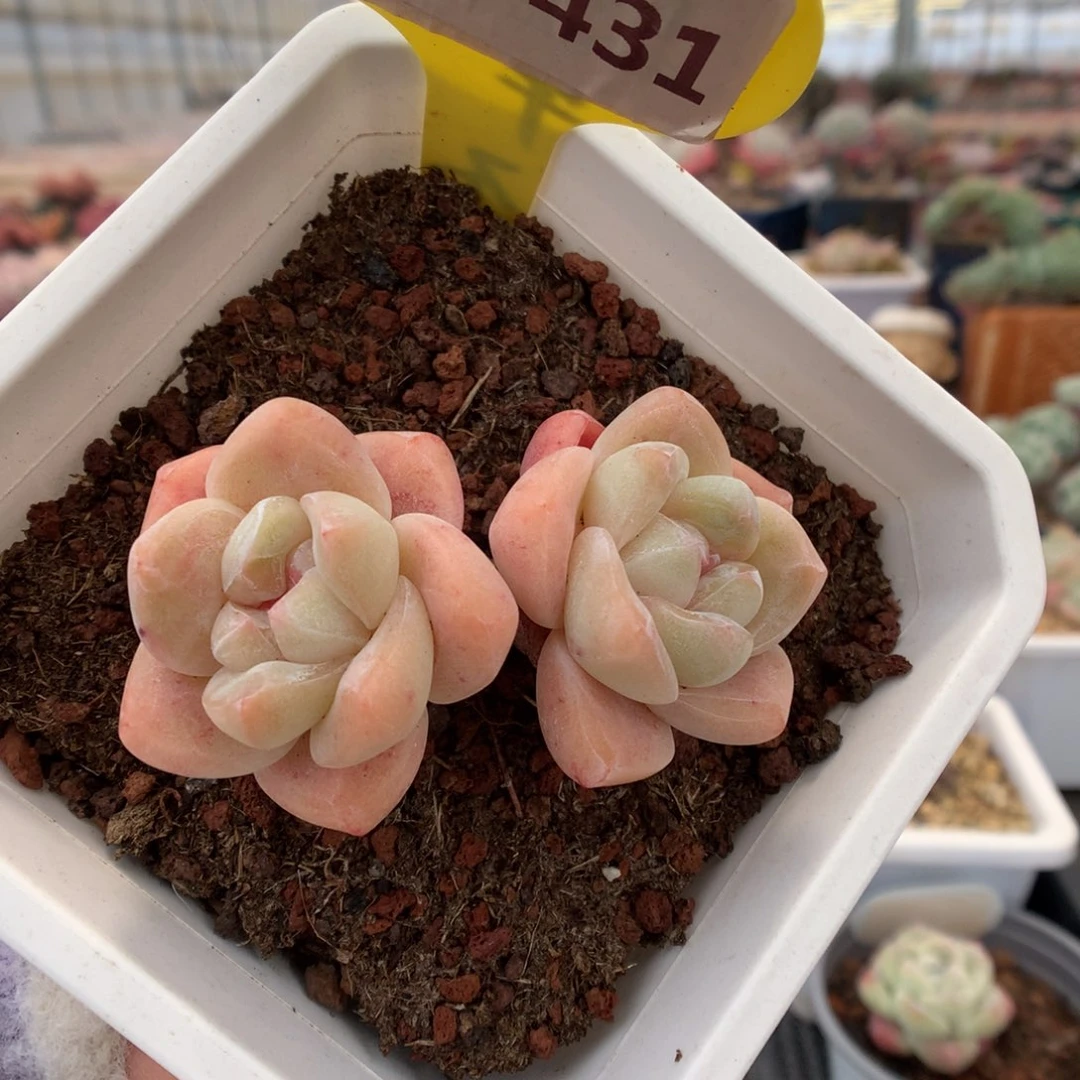 431奶油冰玉多肉植物