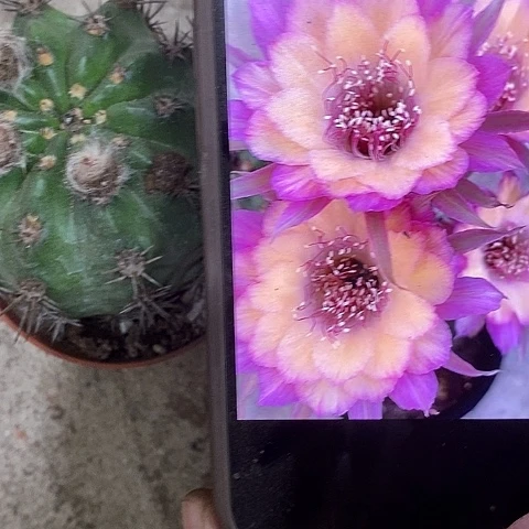 极光丽花，257899900