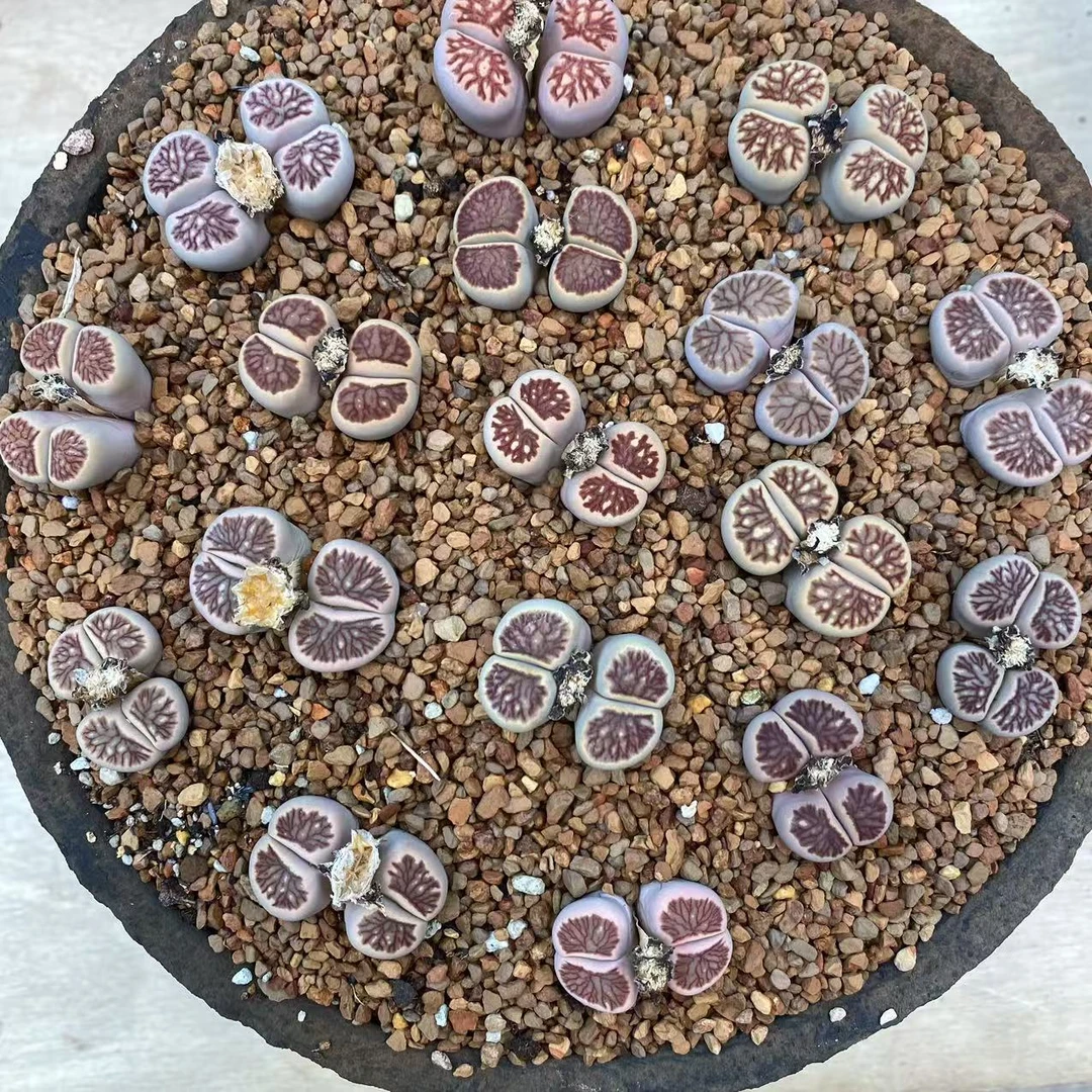 122多肉植物生石花丝绒菊一颗