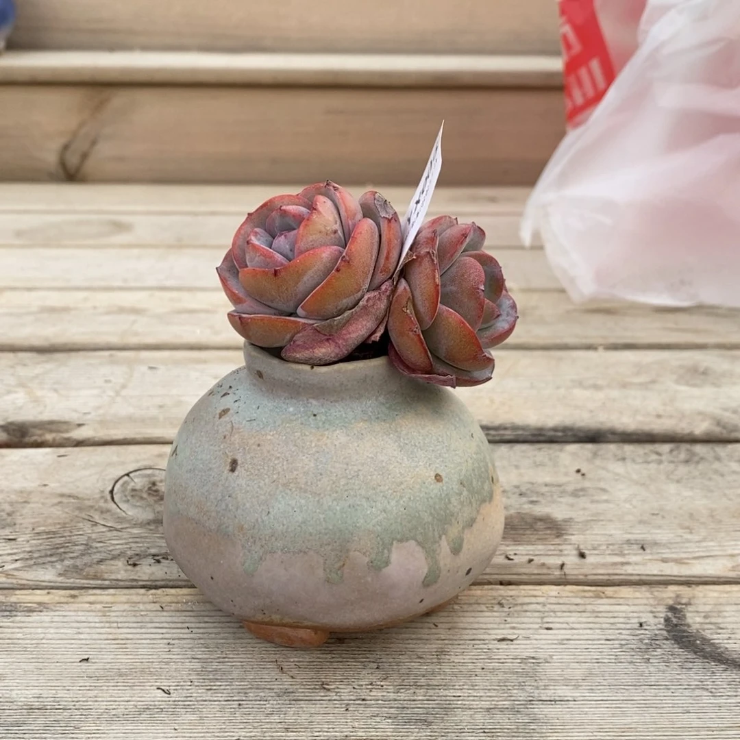 粗砂花盆佳****YX006rourourou