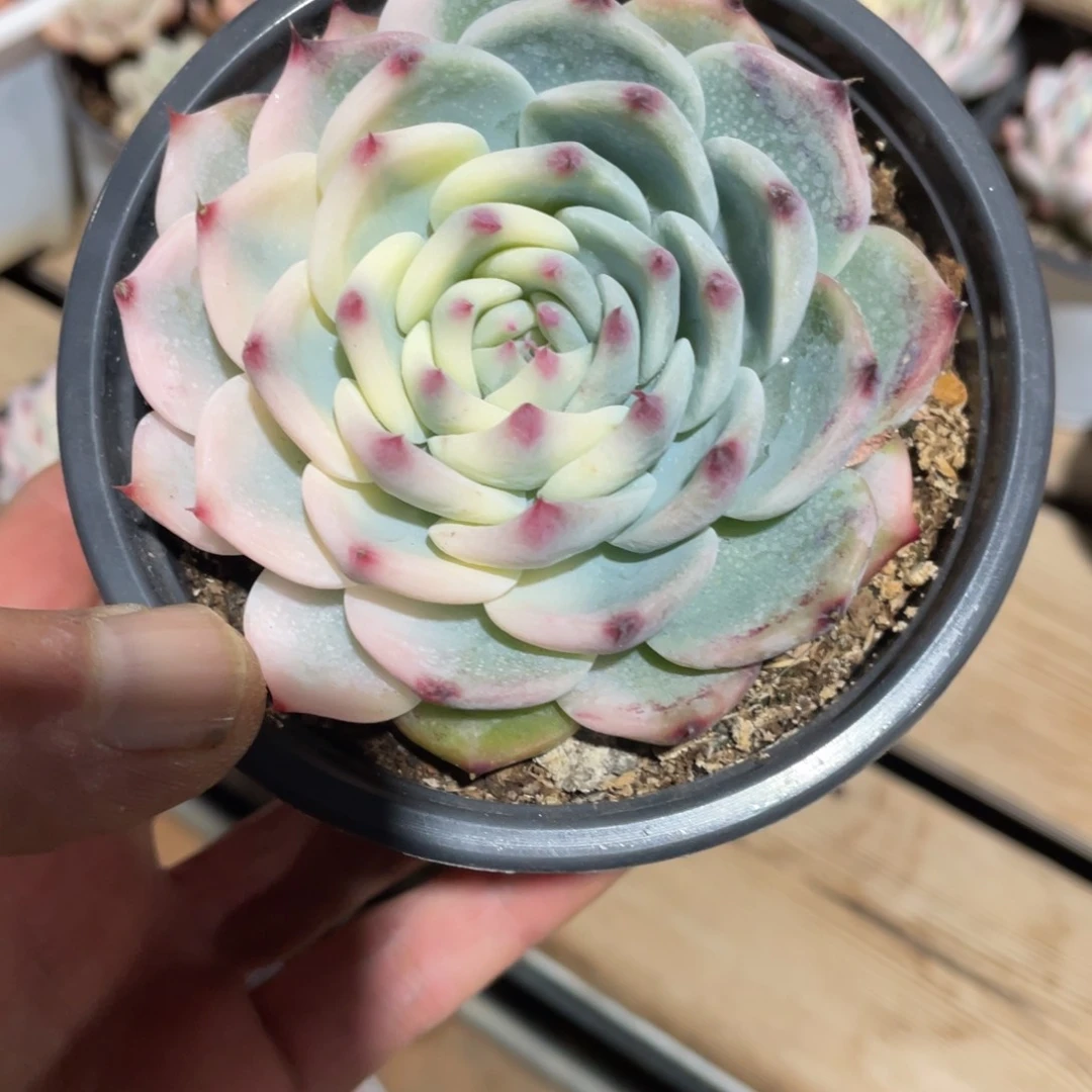 用****0淘多肉吉娃娃景一个