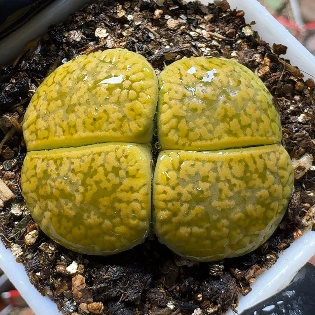 生石花111111。  212
