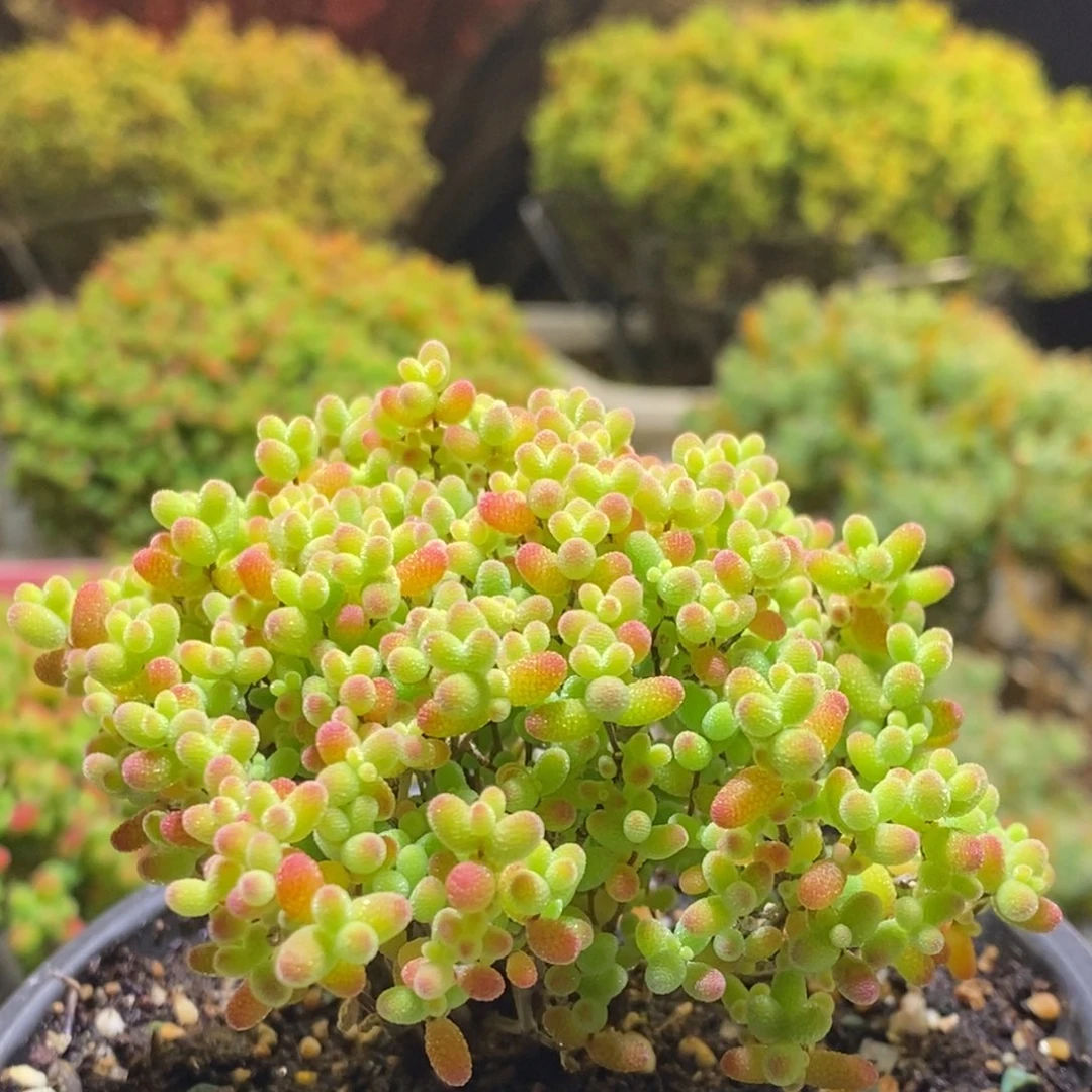 蜜桔枝干番杏772