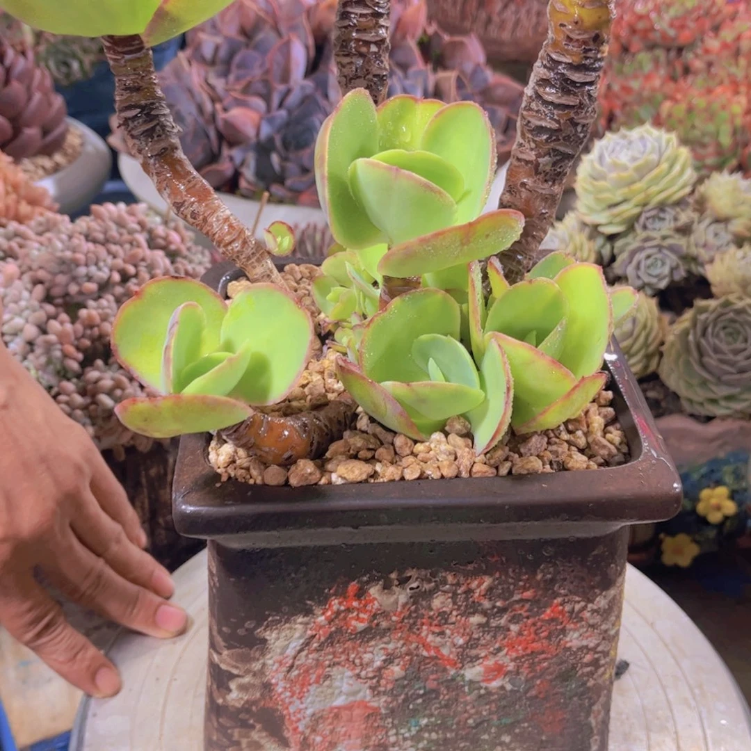 唐***啦多肉植物保护研究所所长
