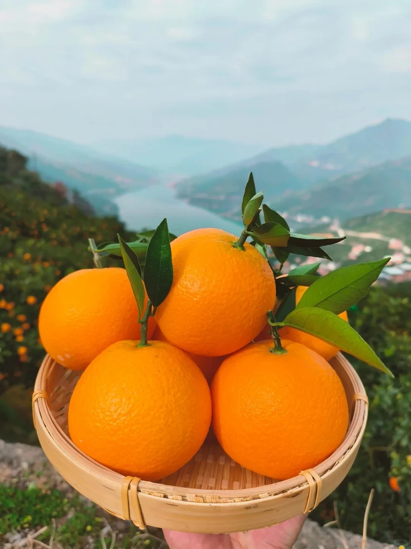 奉节脐橙   橙子  水果  山橙香   鲜果
