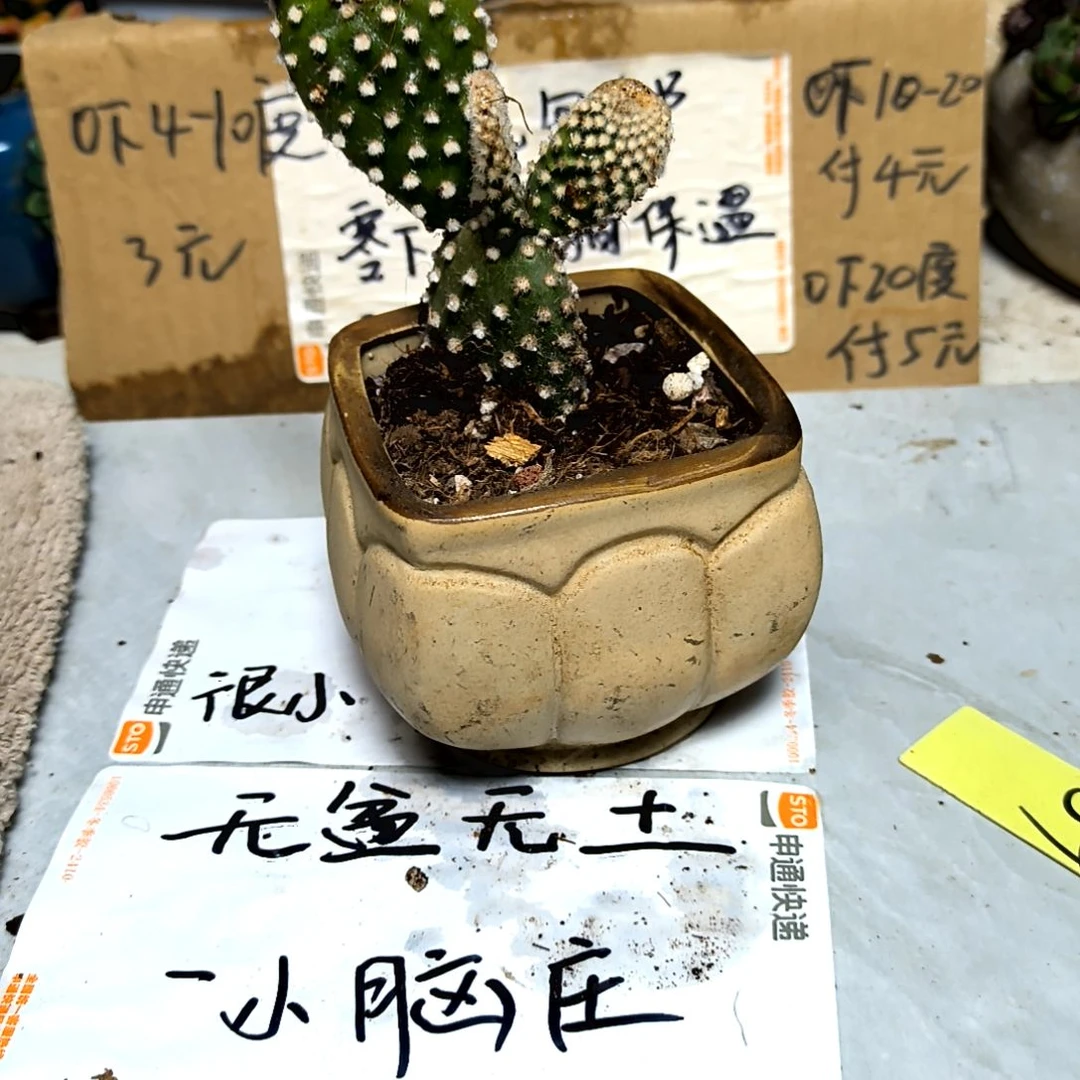 满6元包邮，白毛掌