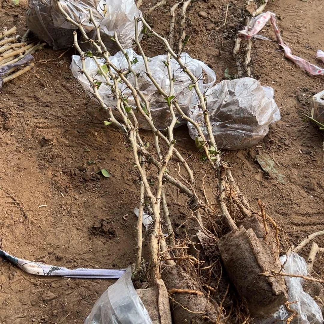 50公分细的叶仙五颗编号8