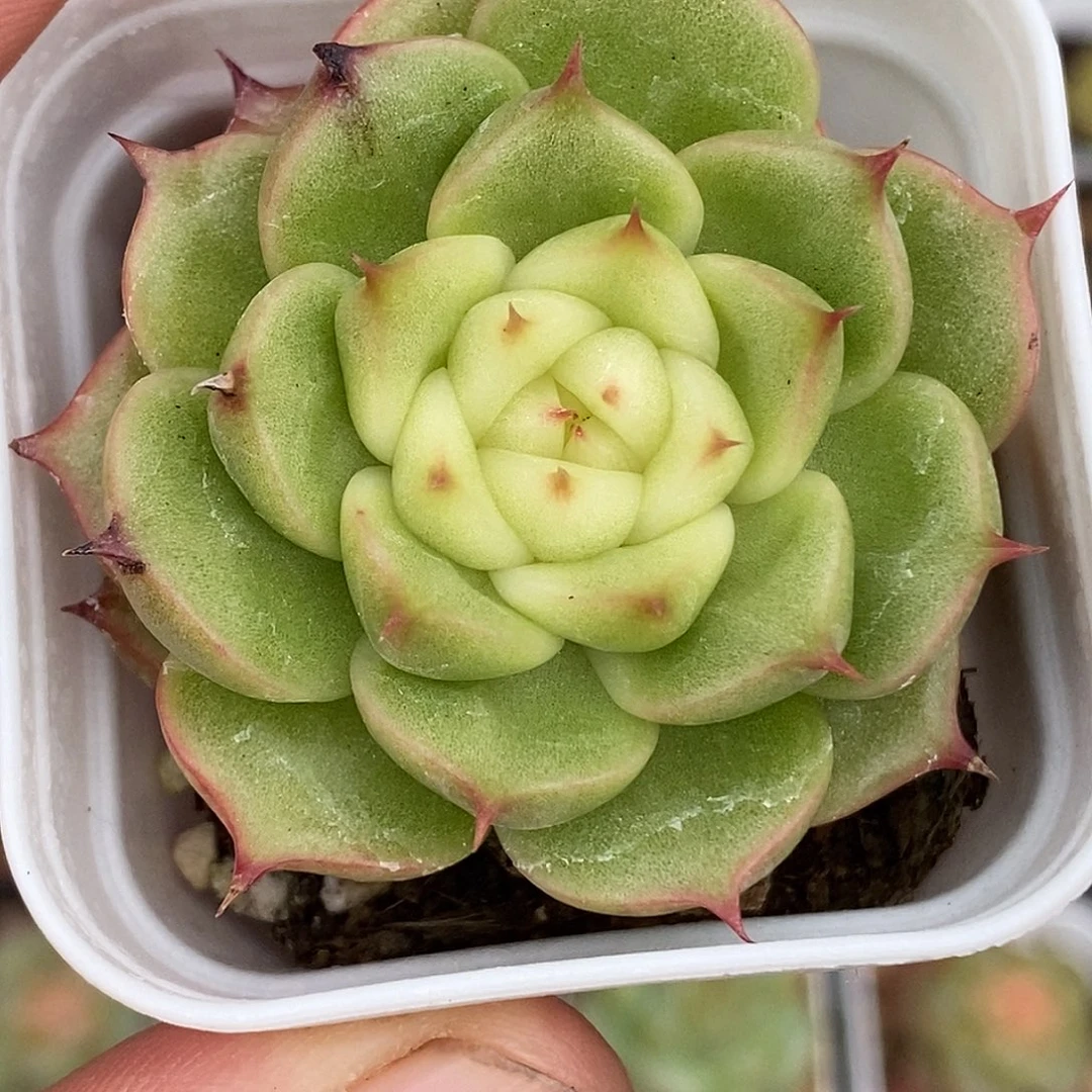 玉玲珑30包邮非偏远