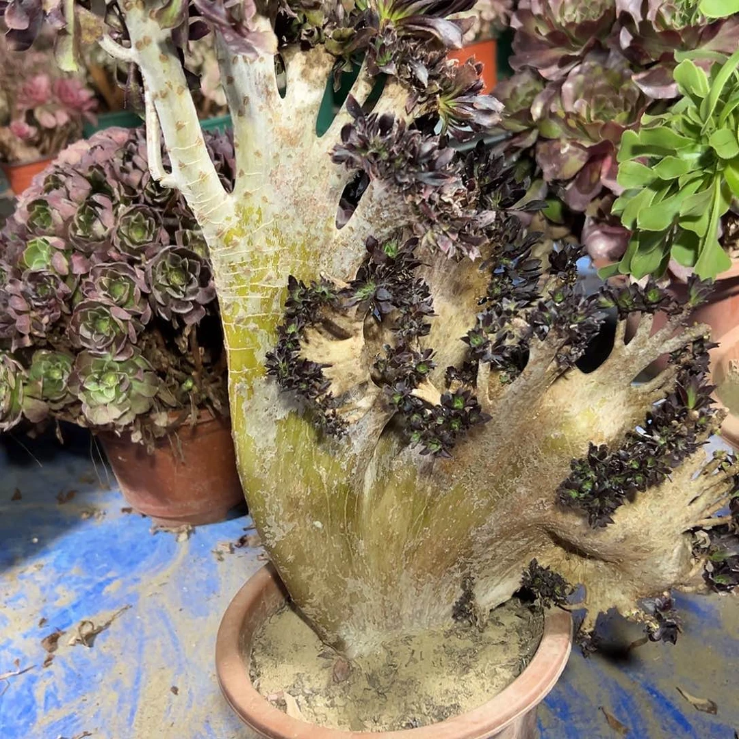 多肉138植物黑法师缀花