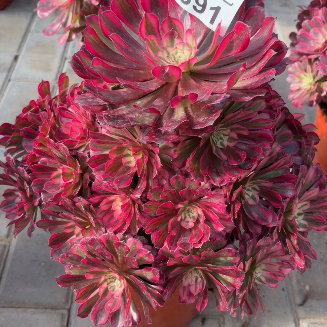 ✺***轻红铜超白锦老桩福利891肉肉肉