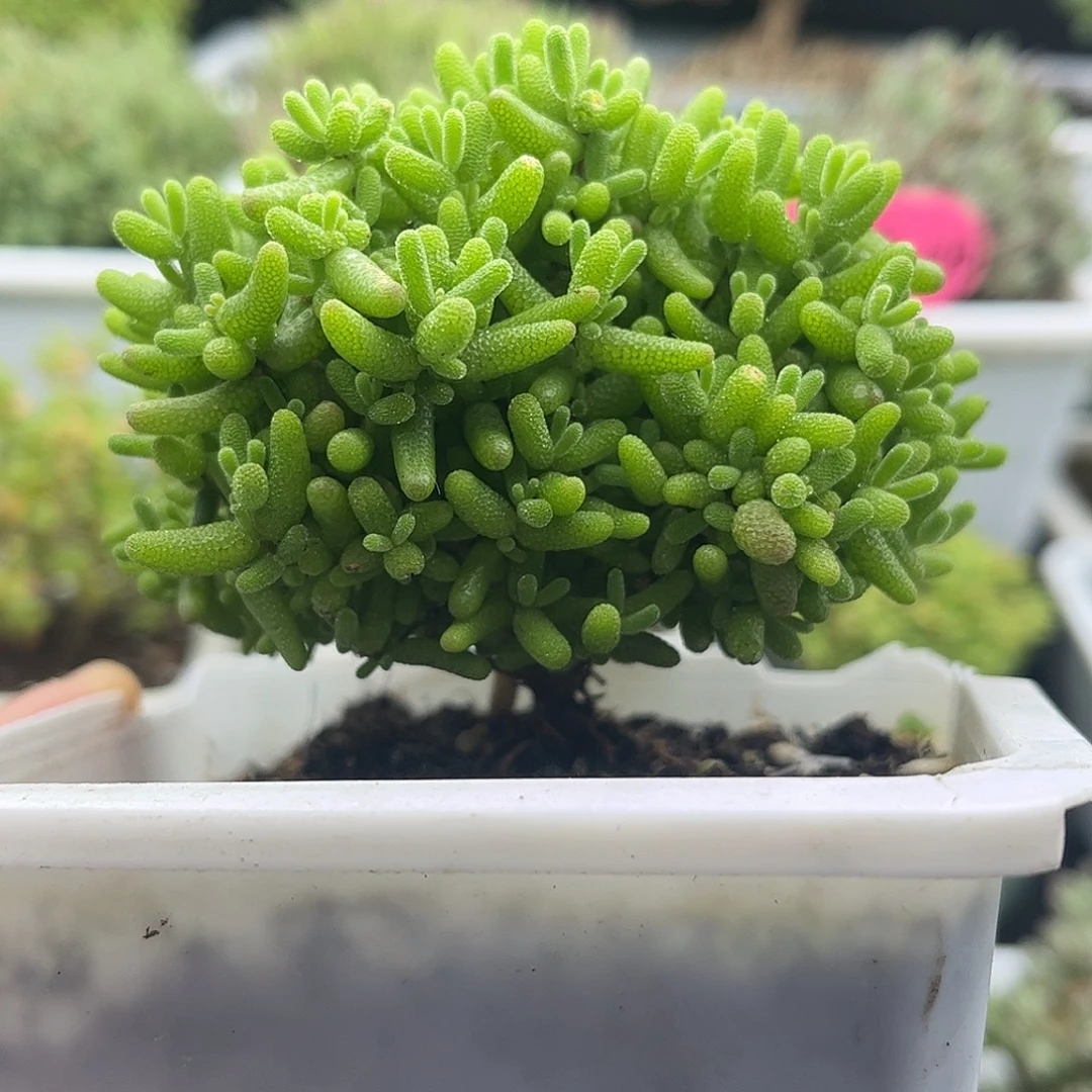 37蜜桔糖球优选枝干番杏