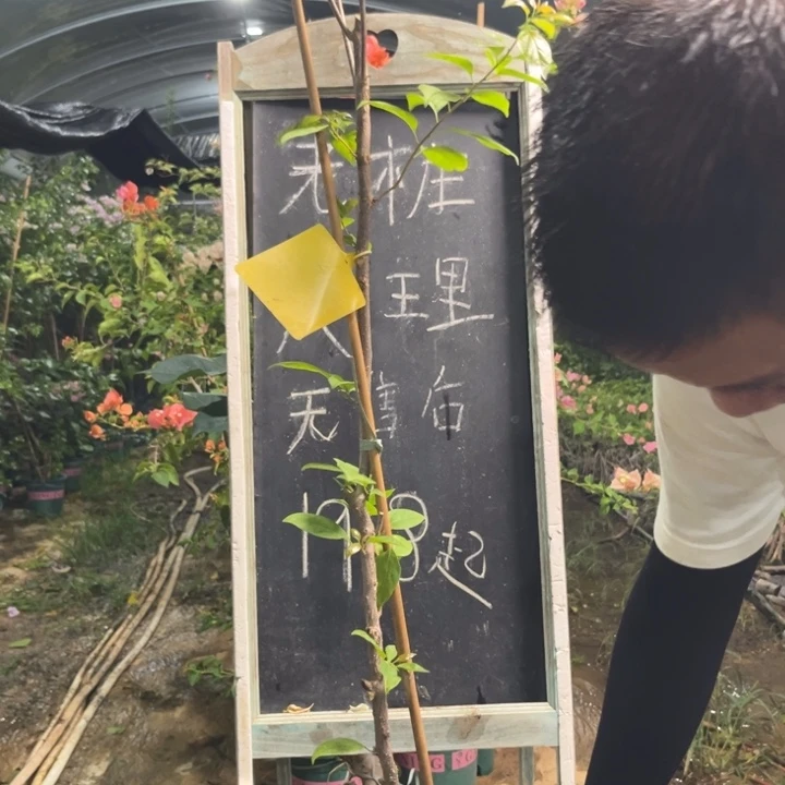 无花朵三角梅三角梅1809