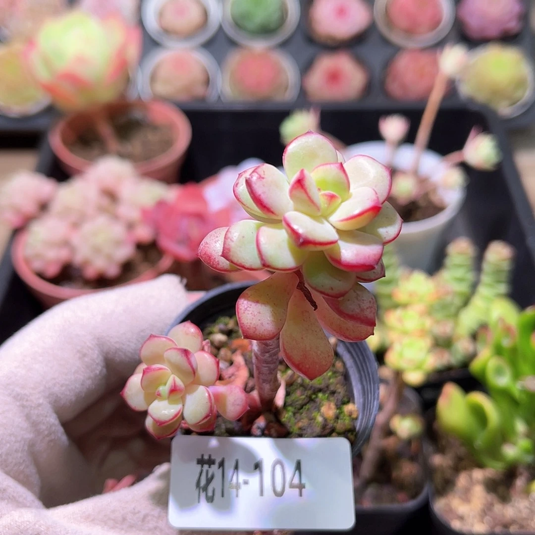 花利美14-104探戈