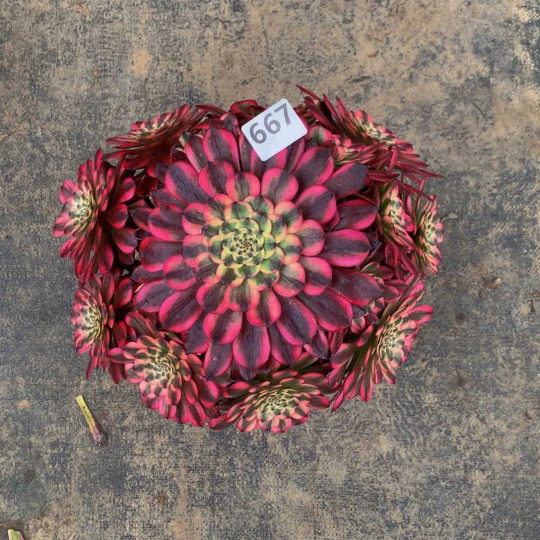 【闪购商品】百*维纳斯667000000000