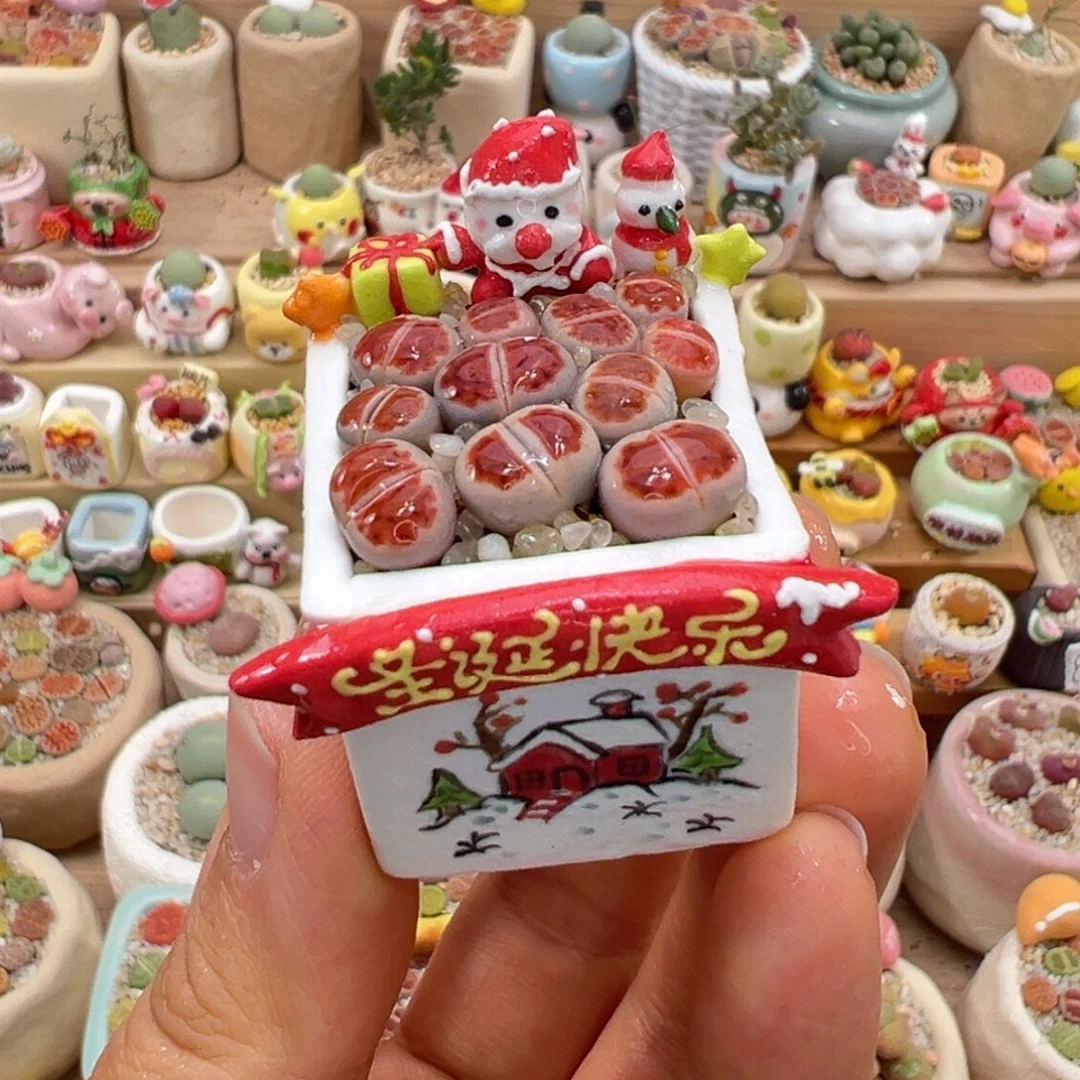 多肉植物78号红色