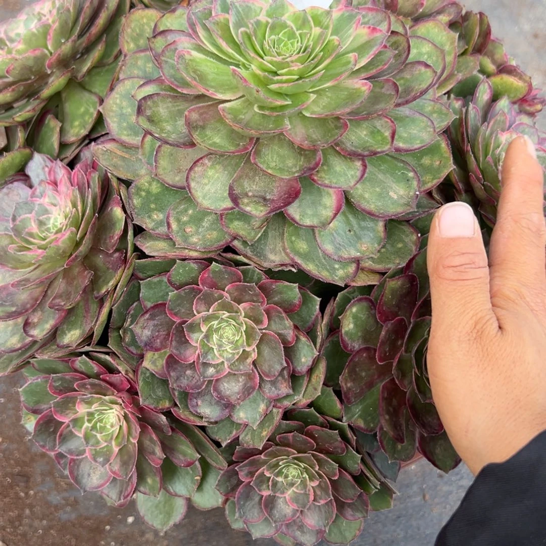 275黑魔锦变异多肉多肉多头