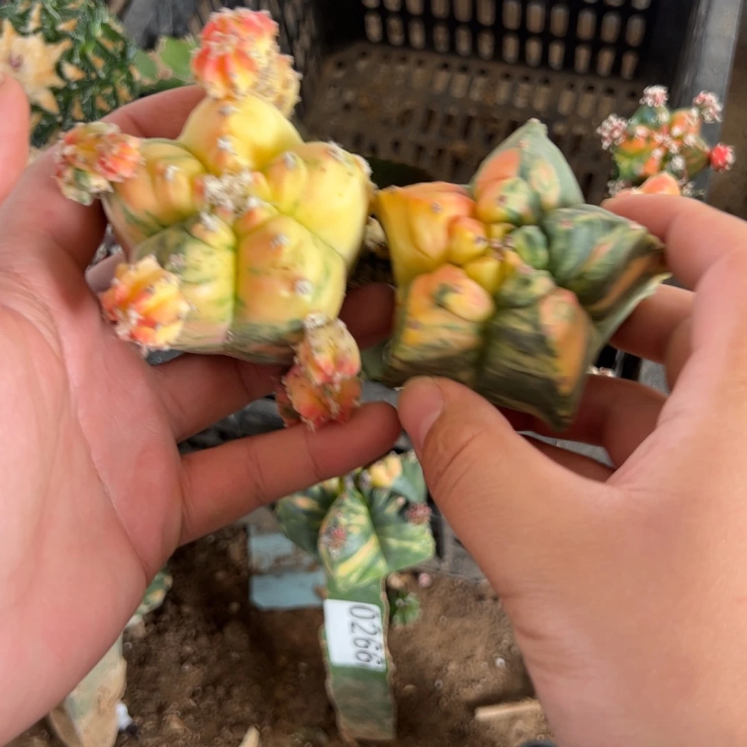 龟甲鸾锦仙人球2269-270