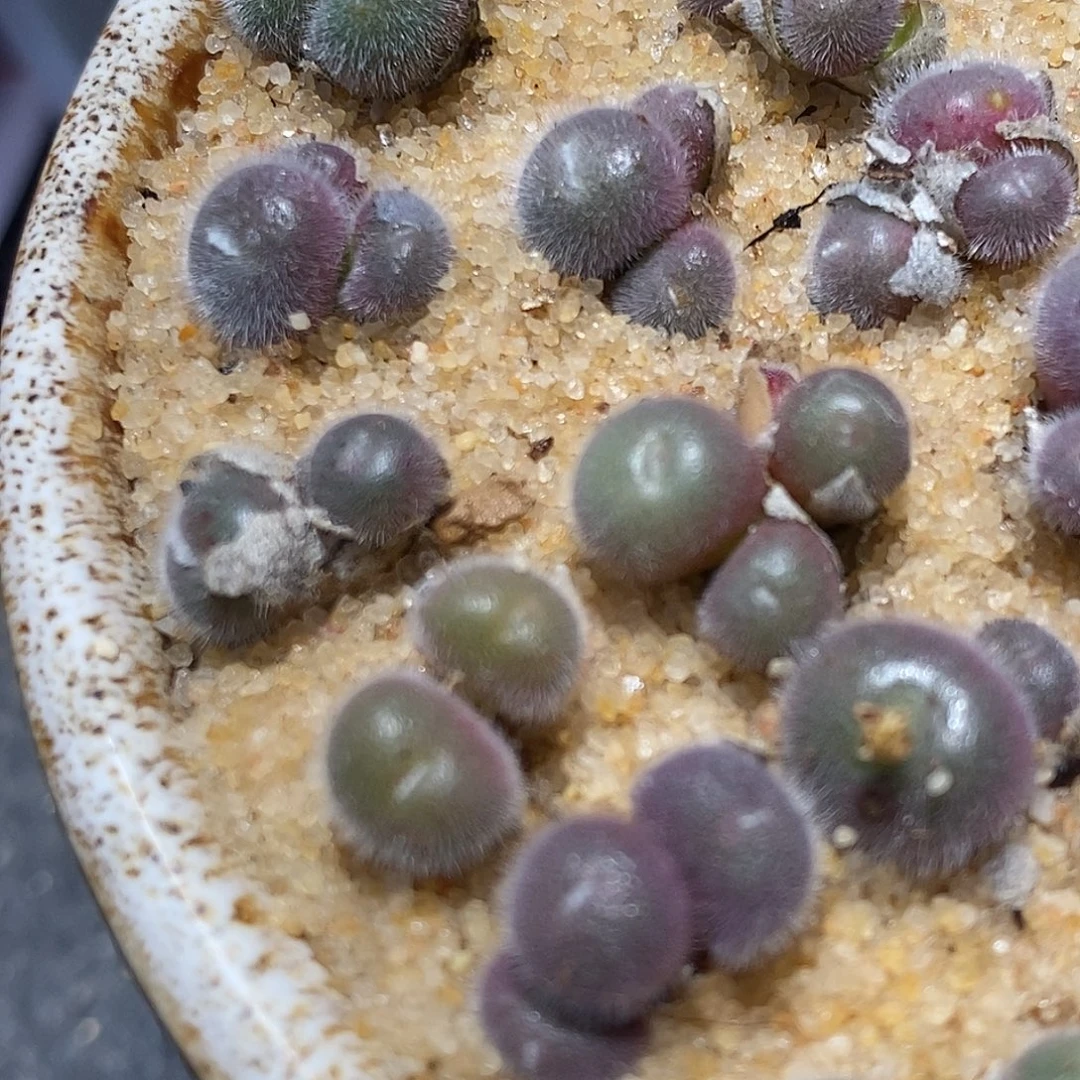 双头史蒂芬尼毛球一颗。