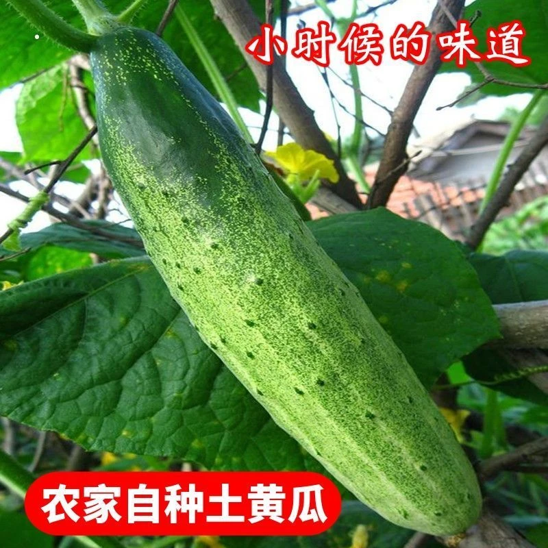 新鲜现摘清甜多汁旱黄瓜农家自种可当水果吃的蔬菜