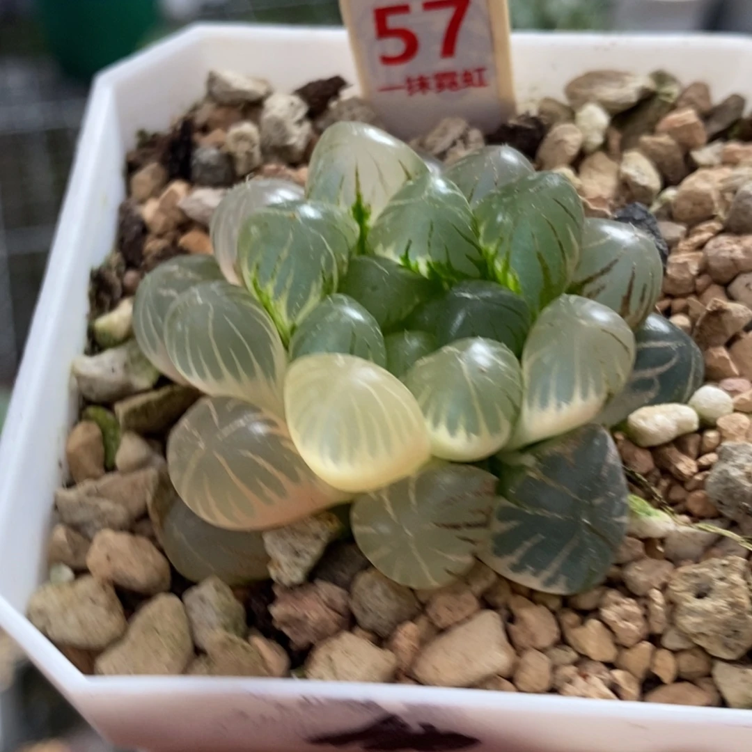 57号姬玉露锦多肉
