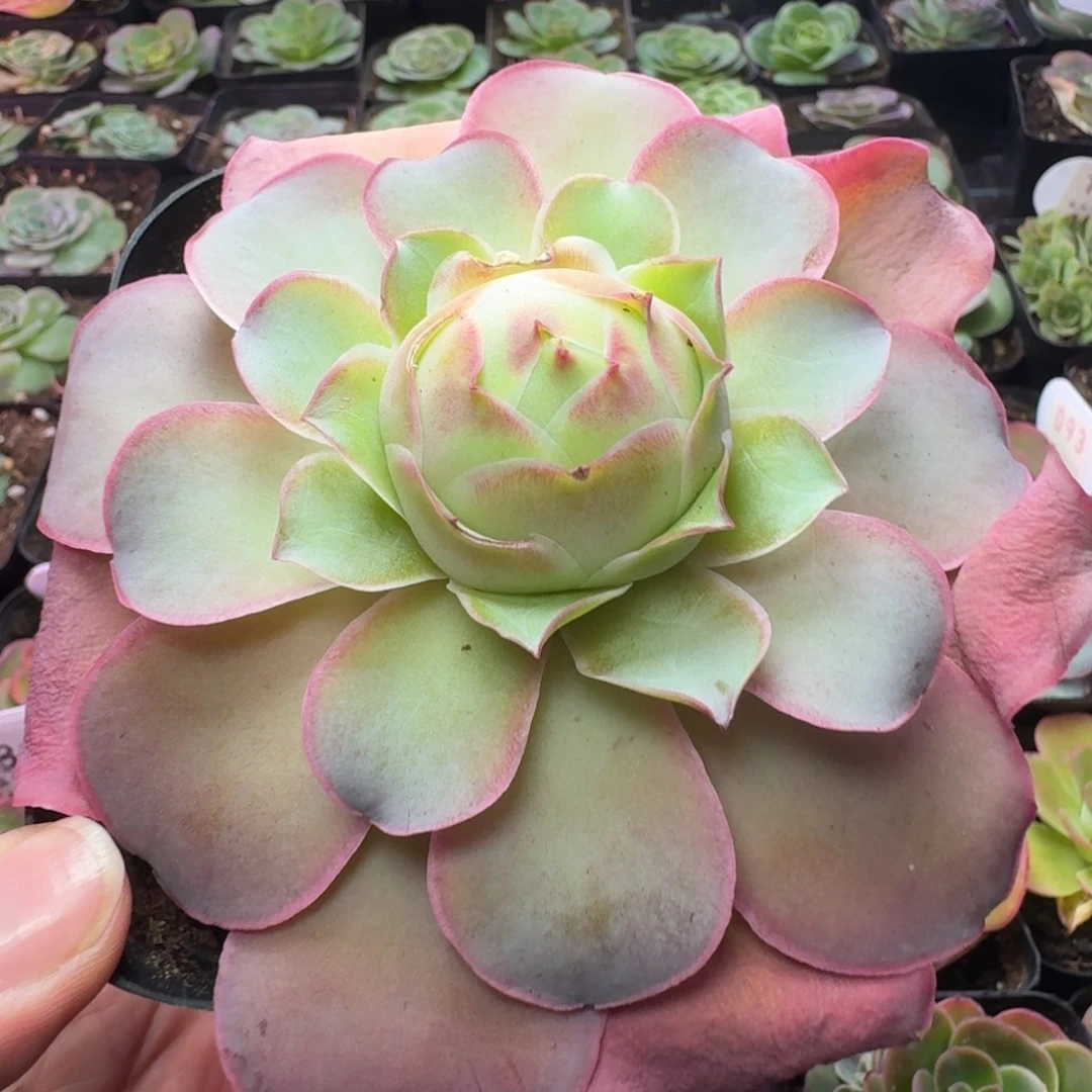 带伤福利-不送盆土-冠幅 9cm