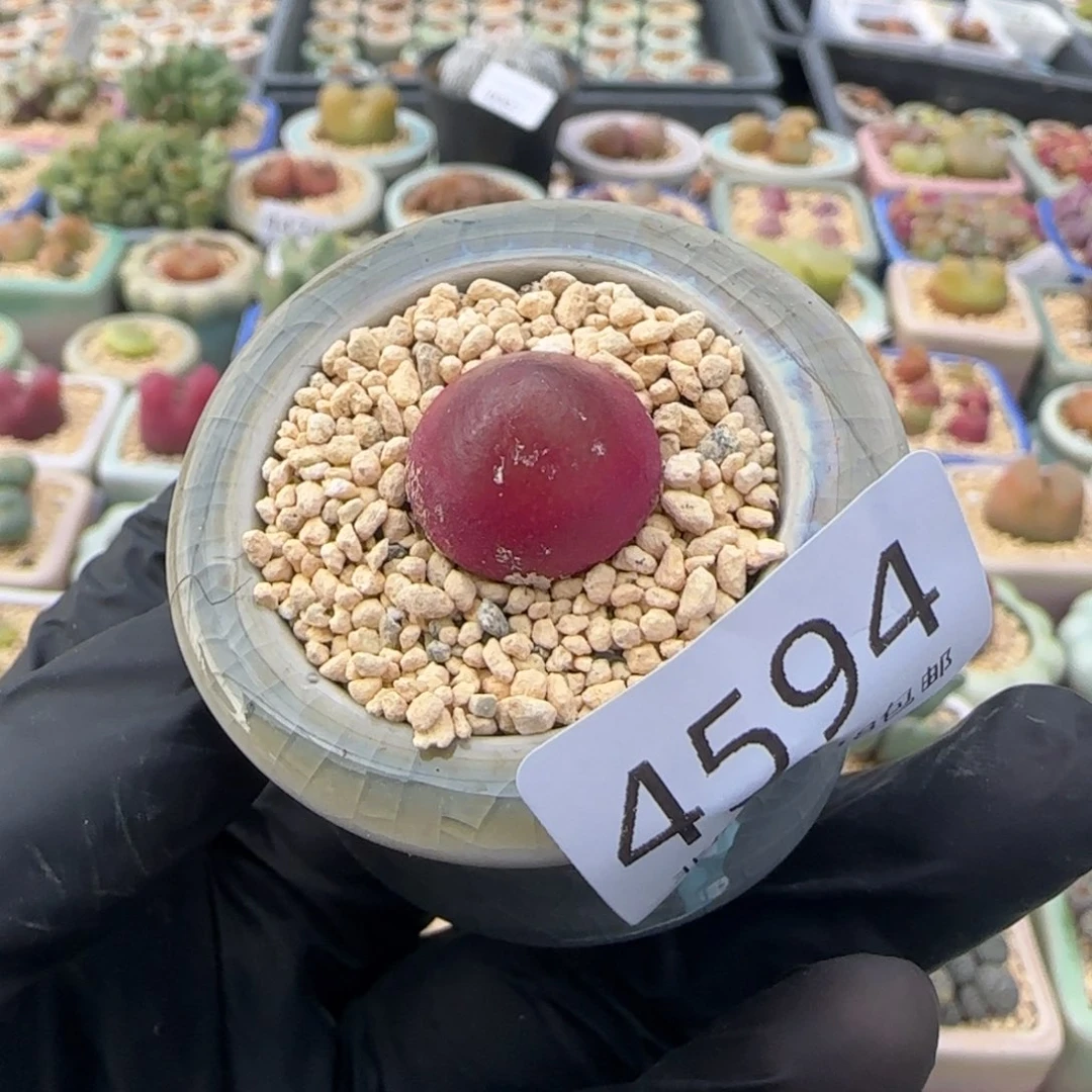 4594 一物一拍 带盆