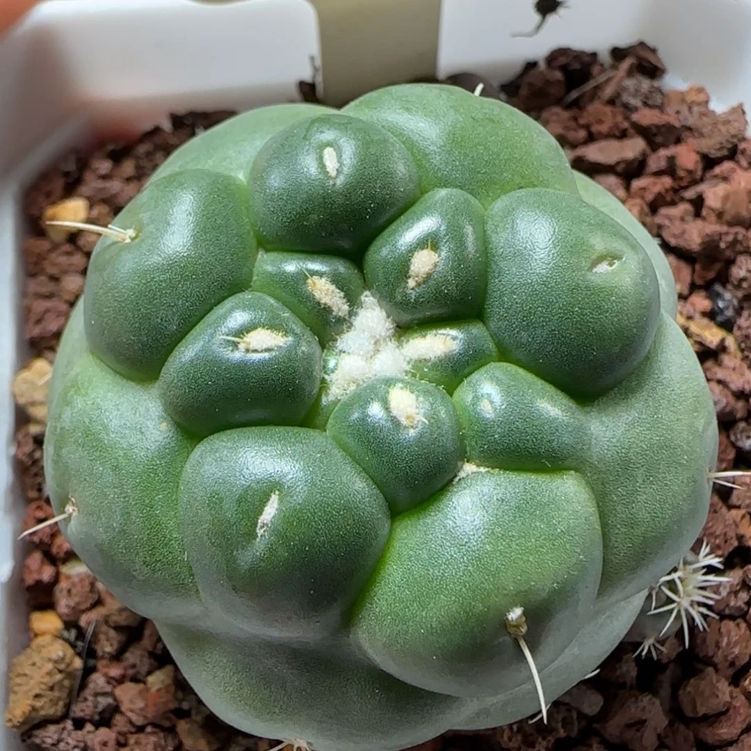 0005实生蜘蛛之眼多肉4.1厘米