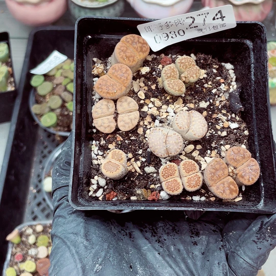 生石花满18包邮0930-274