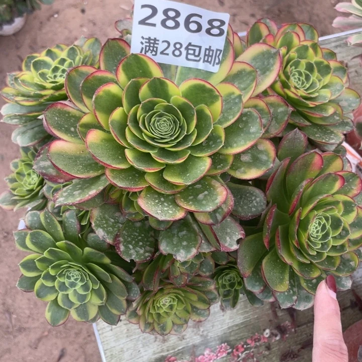 2868二号棚奶白多肉A