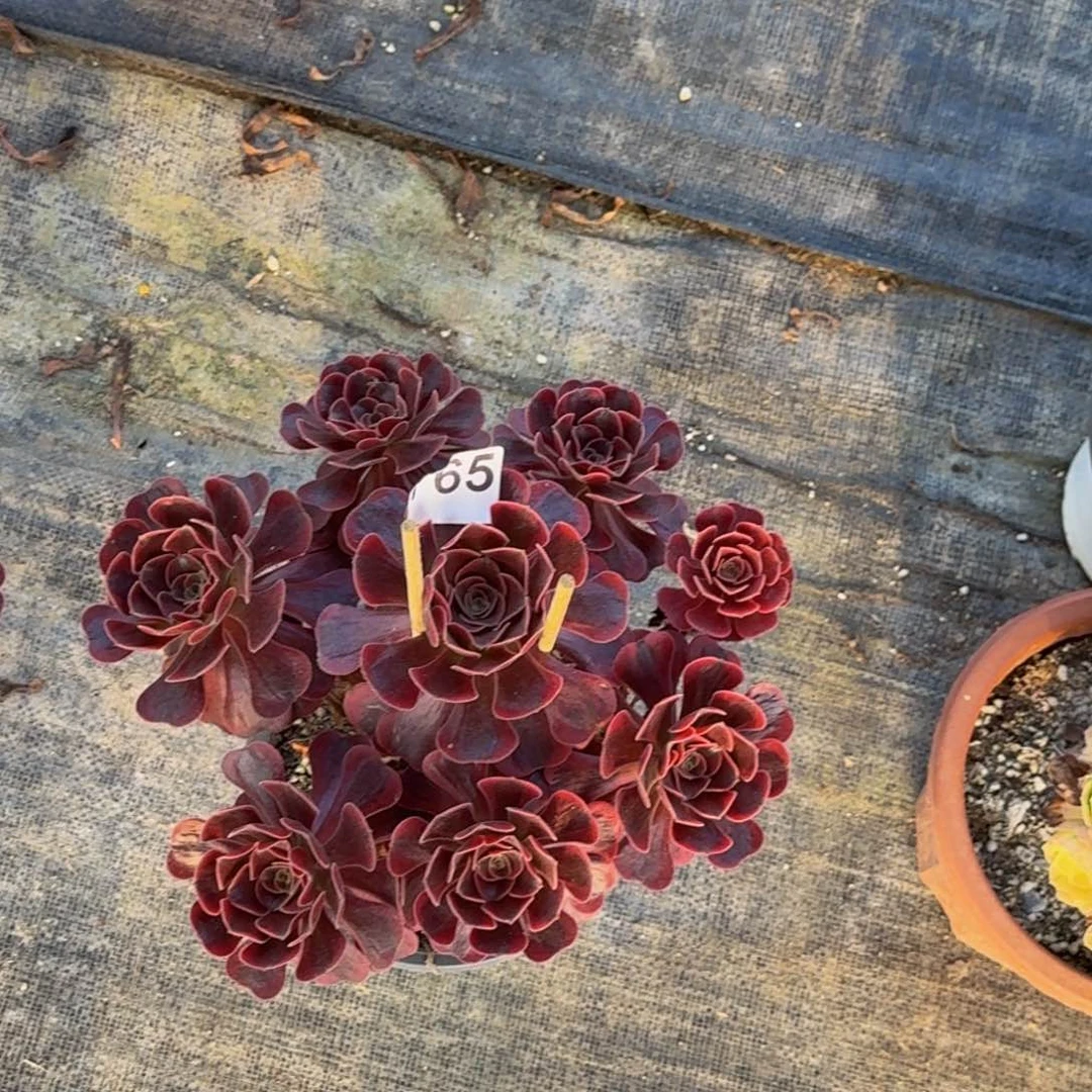 不开花植物765爱神半木质桩多肉