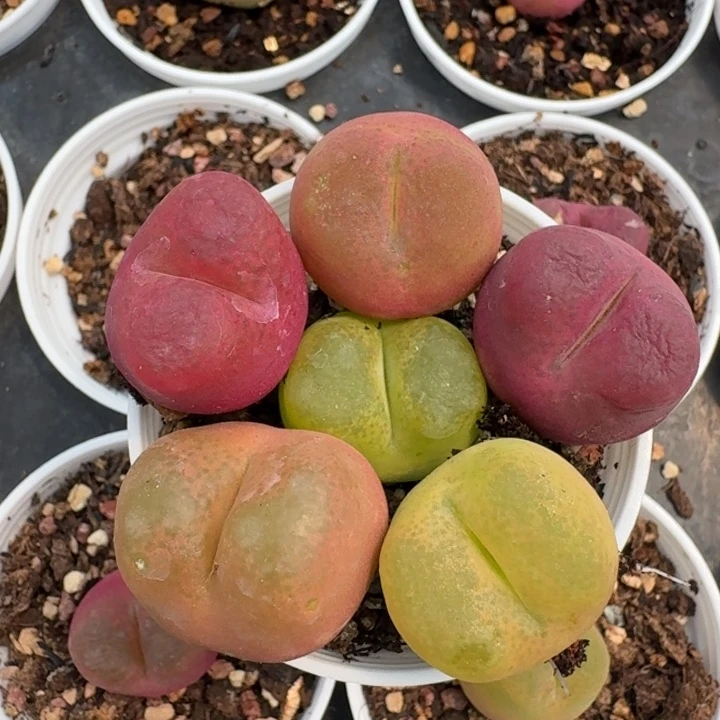 661脱土发货六颗888800