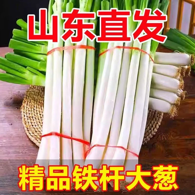 山东铁杆大葱新鲜现挖带老皮毛葱脆嫩甜脆蘸酱没有任何科技狠活