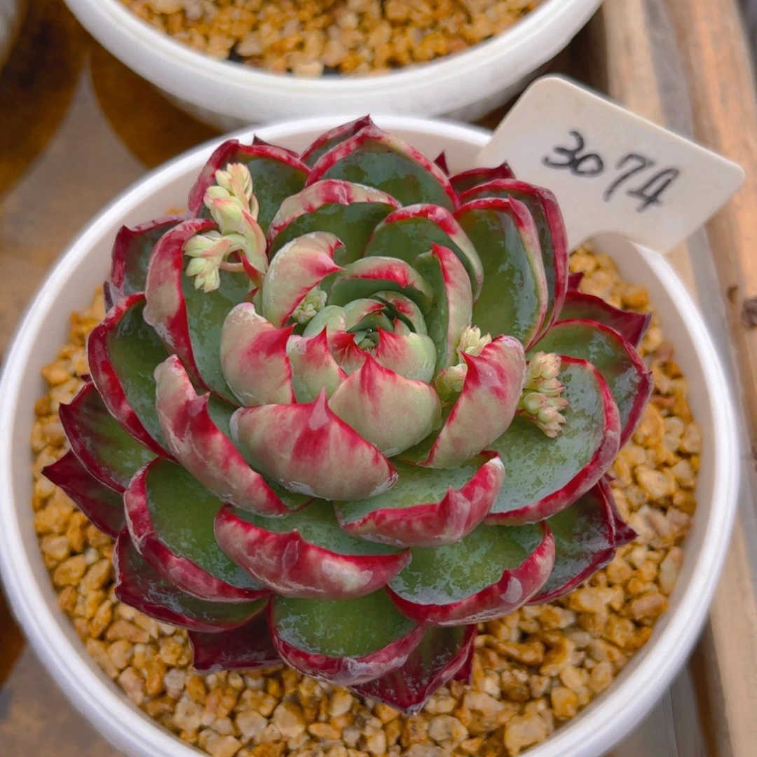 用****4惊鸿仙子一物一拍3074号