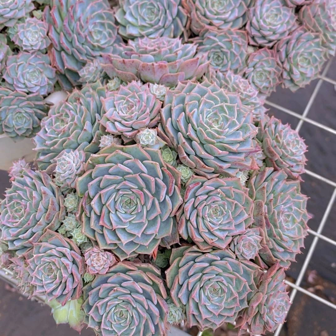 海宾格瑞多头群生带盆土