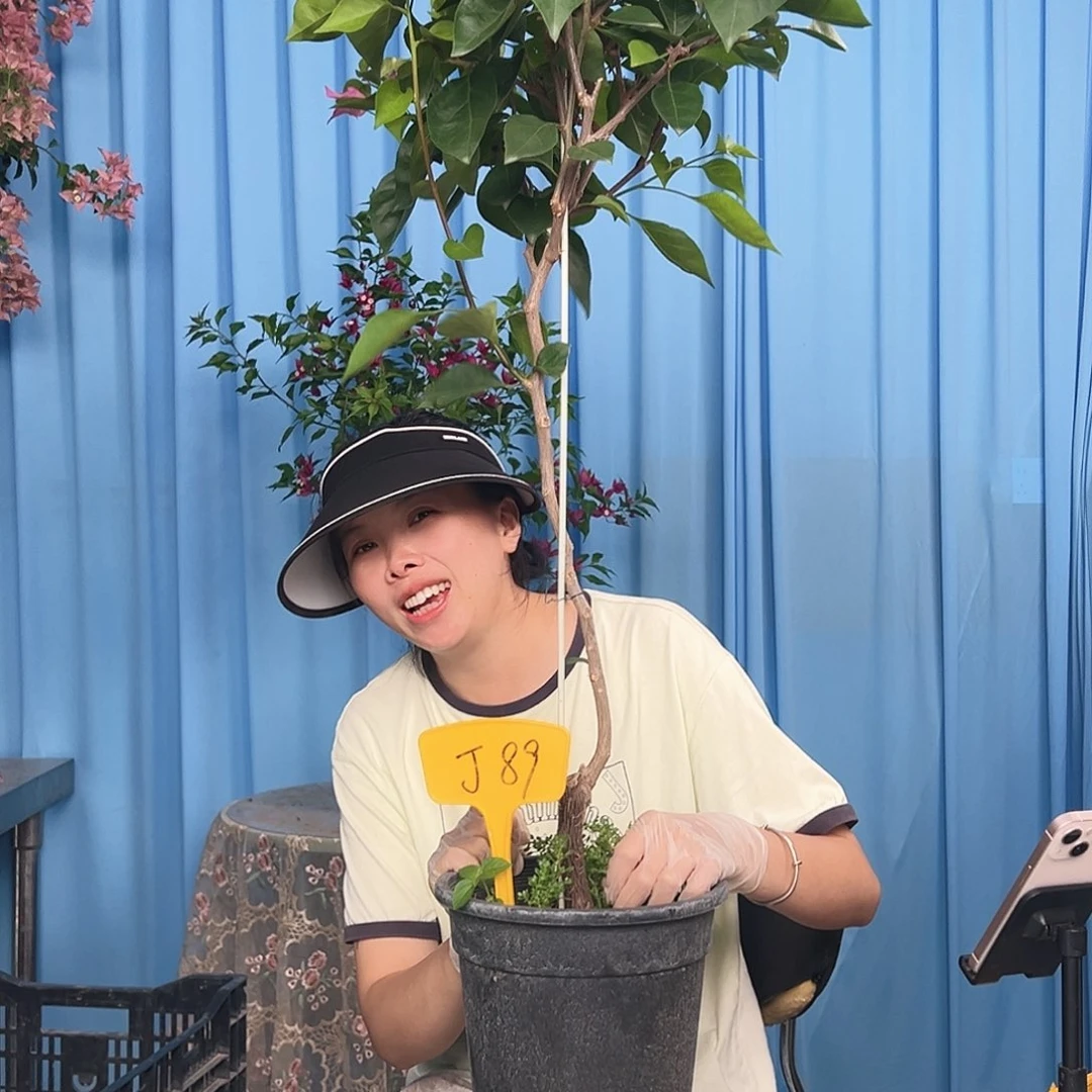 张***西当前无花栽培后可以开花J89宫粉